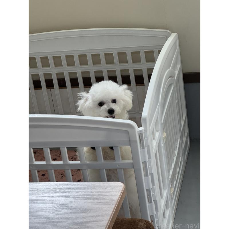 販売中の福井県のビションフリーゼ-426145の2枚目