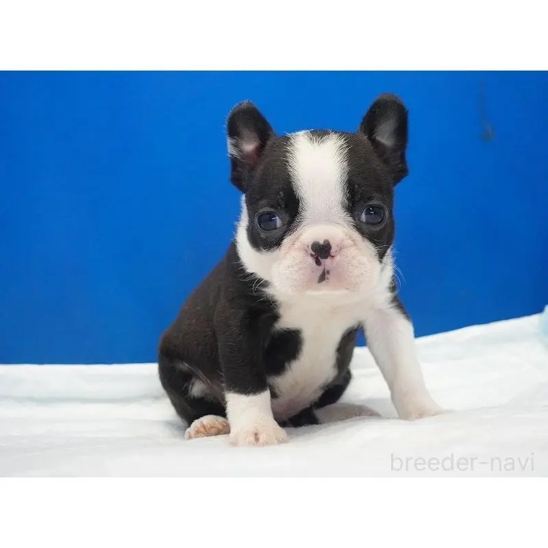 販売中の愛知県のミックス犬-452527の14枚目