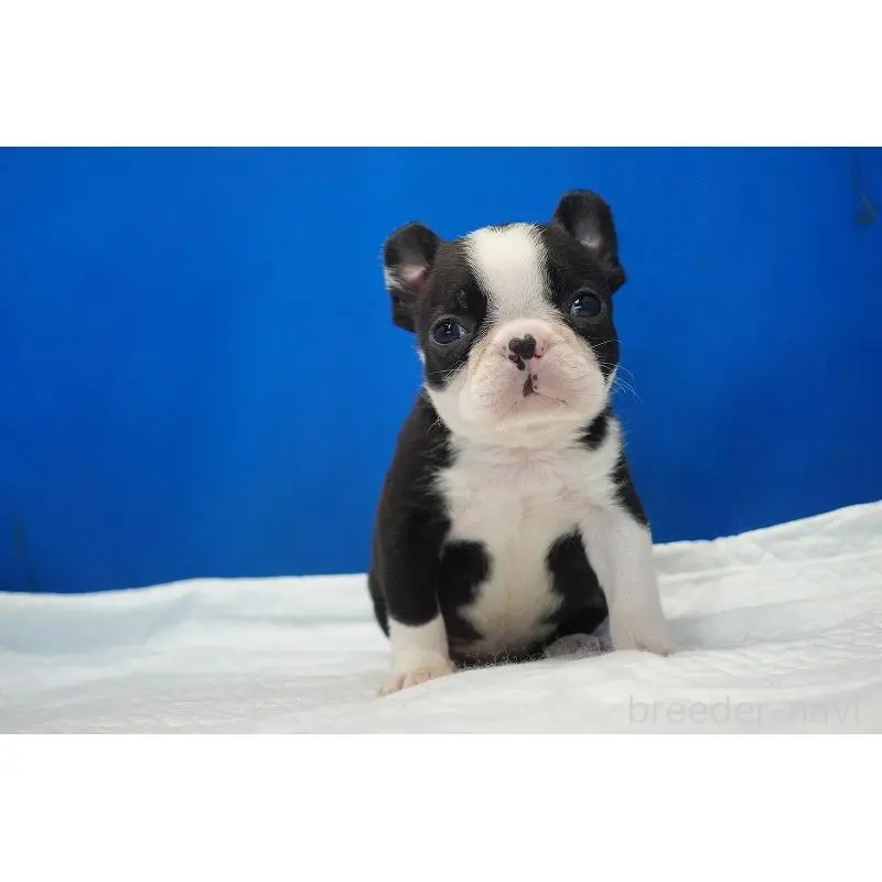 販売中の愛知県のミックス犬-452527の13枚目