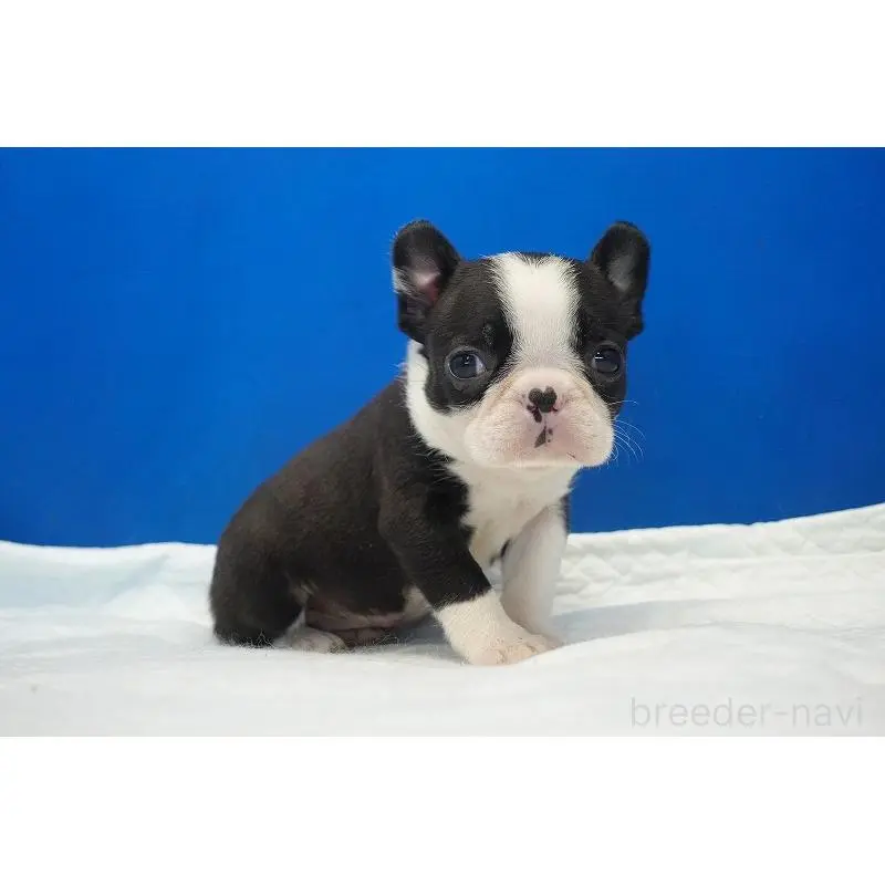 販売中の愛知県のミックス犬-452527の12枚目