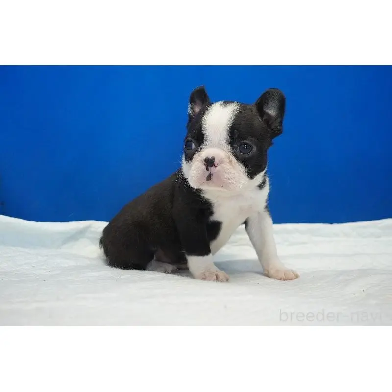 販売中の愛知県のミックス犬-452527の10枚目