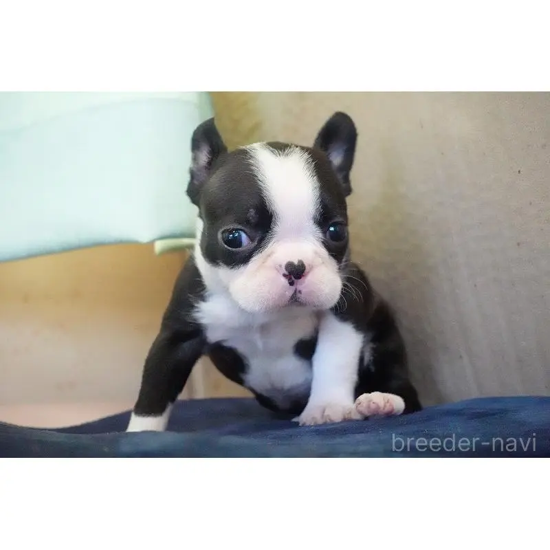 販売中の愛知県のミックス犬-452527の9枚目