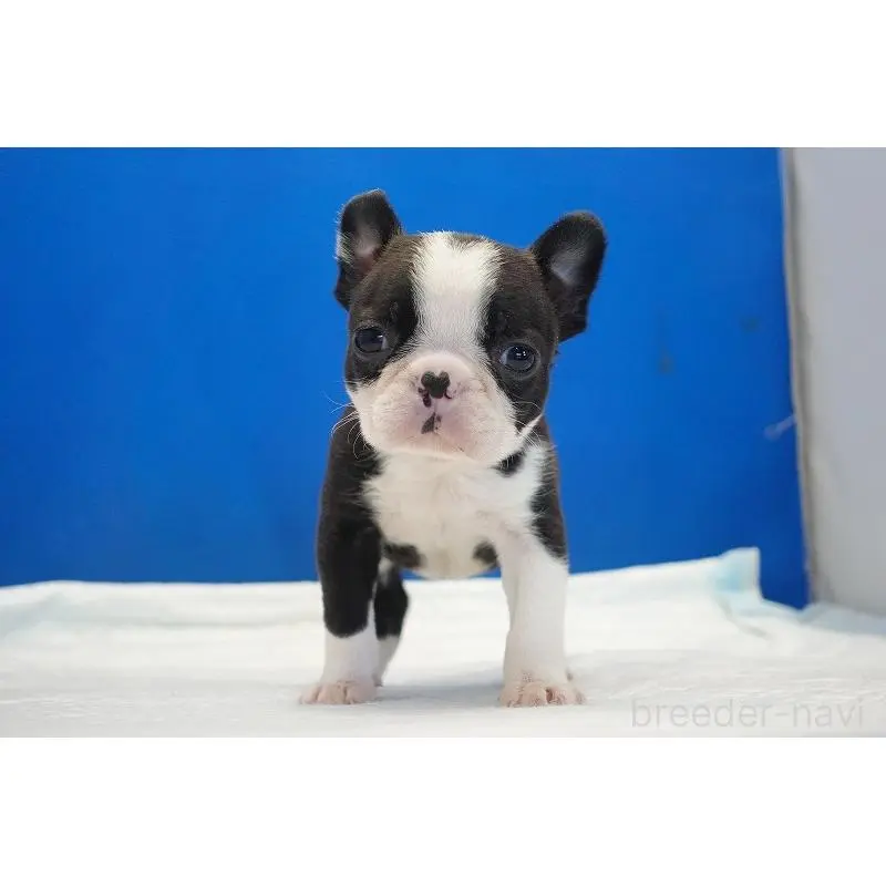 販売中の愛知県のミックス犬-452527の7枚目