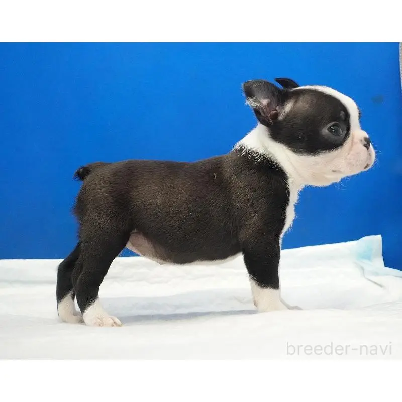 販売中の愛知県のミックス犬-452527の8枚目