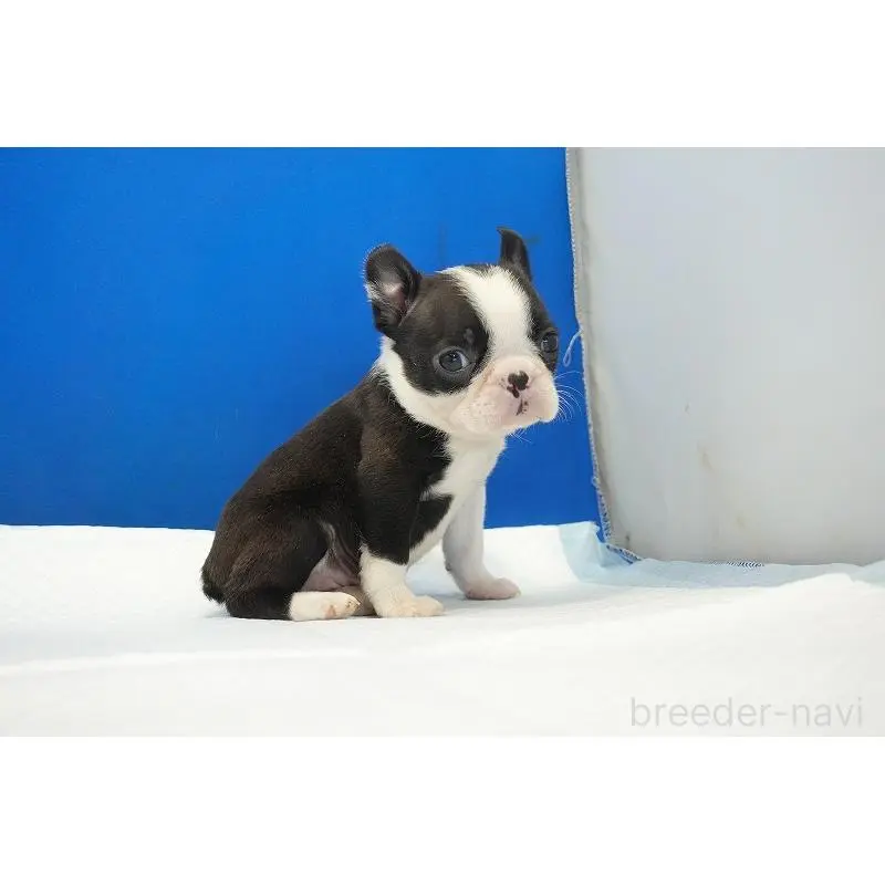 販売中の愛知県のミックス犬-452527の6枚目