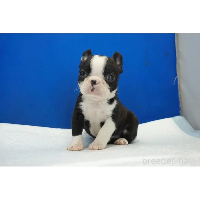 販売中の愛知県のミックス犬-452527の4枚目