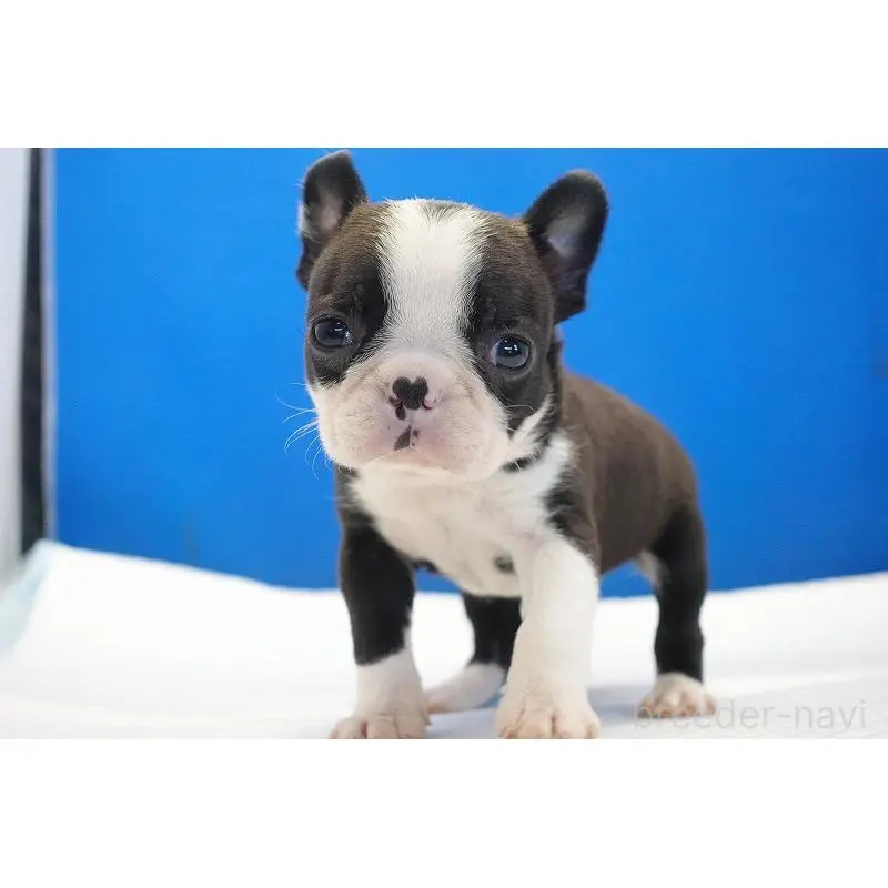 販売中の愛知県のミックス犬-452527の5枚目