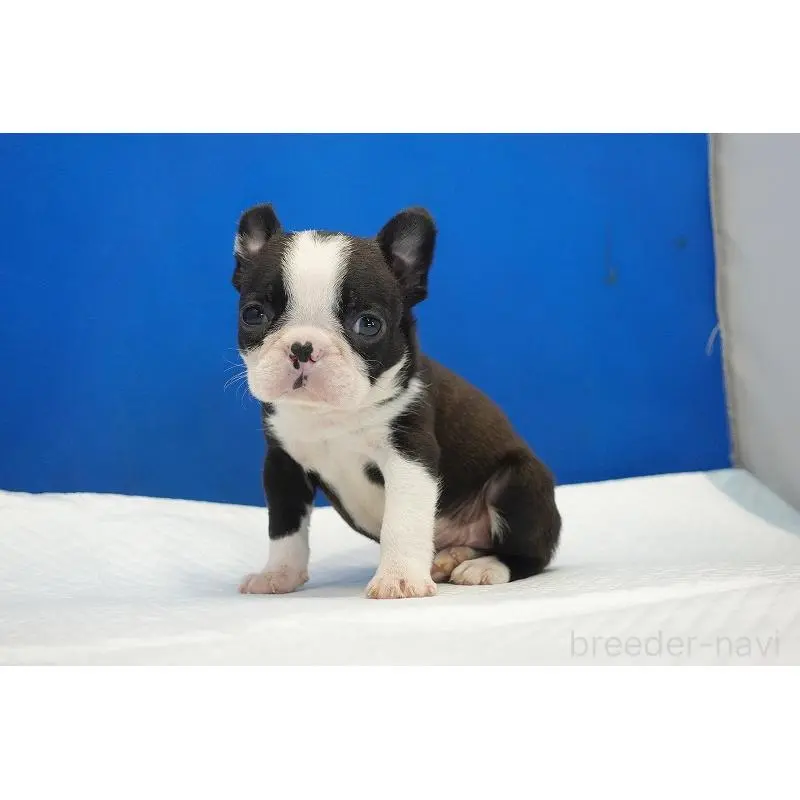 販売中の愛知県のミックス犬-452527の3枚目