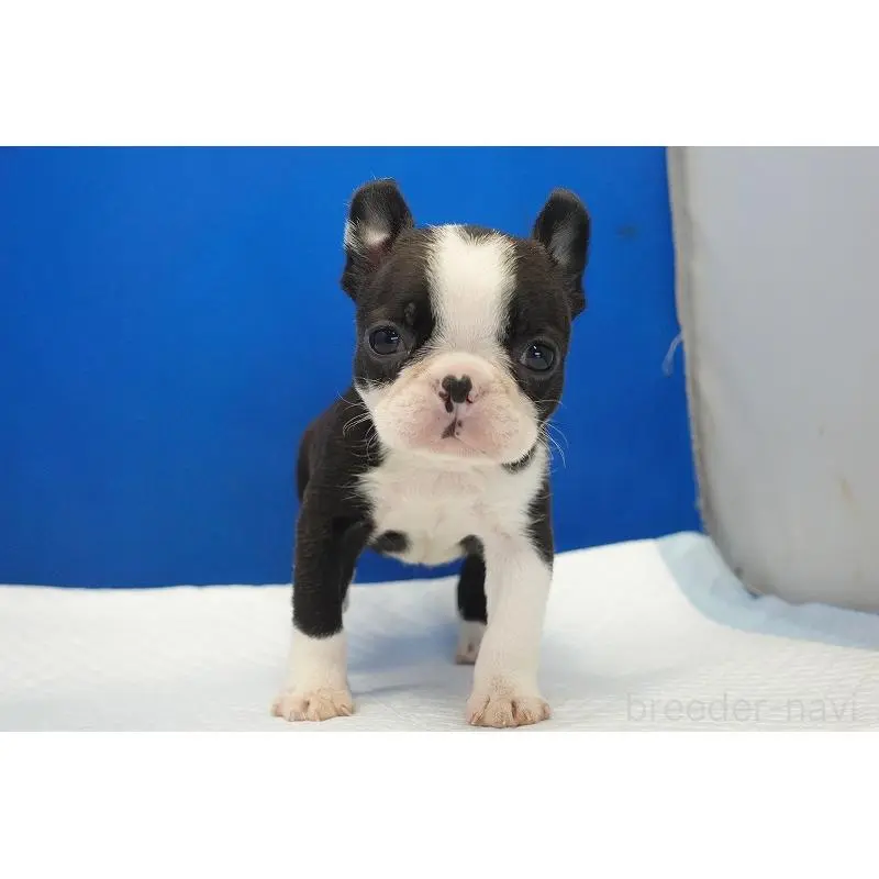 販売中の愛知県のミックス犬-452527の2枚目