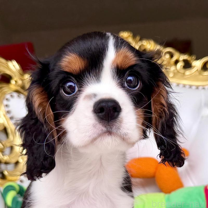 販売中の福岡県のキャバリアキングチャールズスパニエル-439676