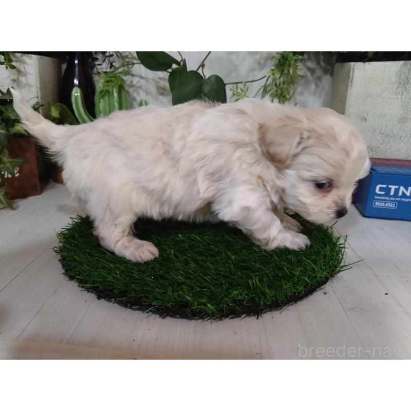 販売中の三重県のチワプー:チワワ×トイプードル-452526の14枚目