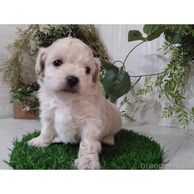 販売中の三重県のチワプー:チワワ×トイプードル-452526の13枚目