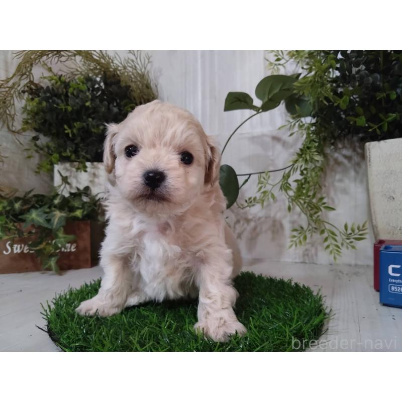 販売中の三重県のチワプー:チワワ×トイプードル-452526の11枚目