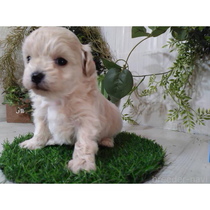 販売中の三重県のチワプー:チワワ×トイプードル-452526の10枚目