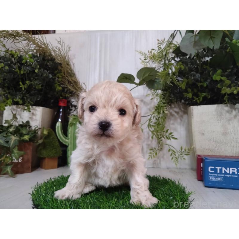 販売中の三重県のチワプー:チワワ×トイプードル-452526の9枚目