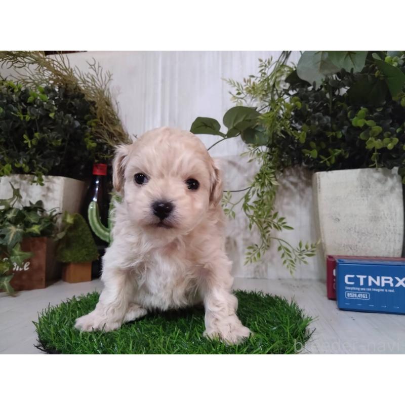 販売中の三重県のチワプー:チワワ×トイプードル-452526の8枚目