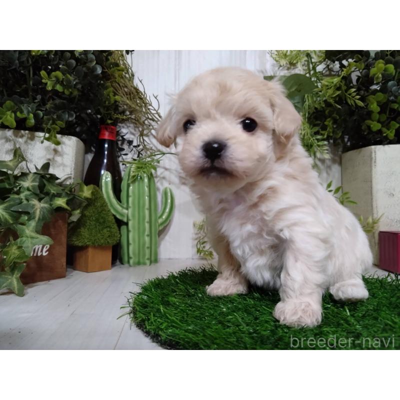 販売中の三重県のチワプー:チワワ×トイプードル-452526の6枚目