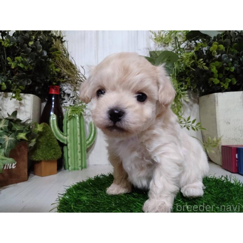 販売中の三重県のチワプー:チワワ×トイプードル-452526の5枚目