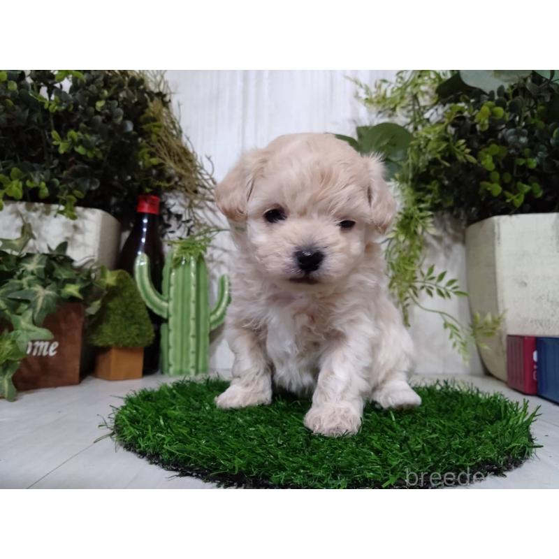 販売中の三重県のチワプー:チワワ×トイプードル-452526の4枚目