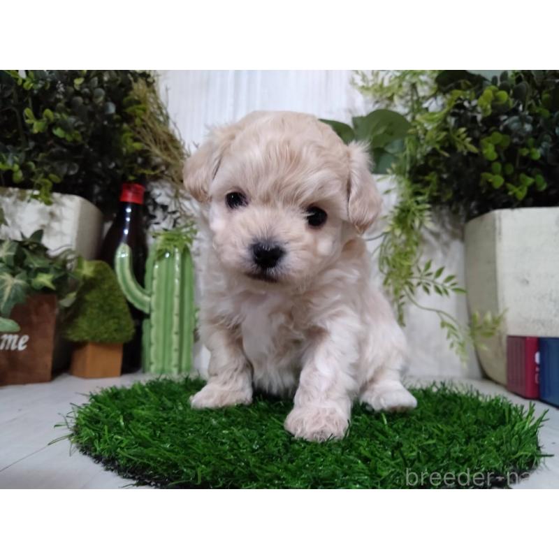 販売中の三重県のチワプー:チワワ×トイプードル-452526の3枚目