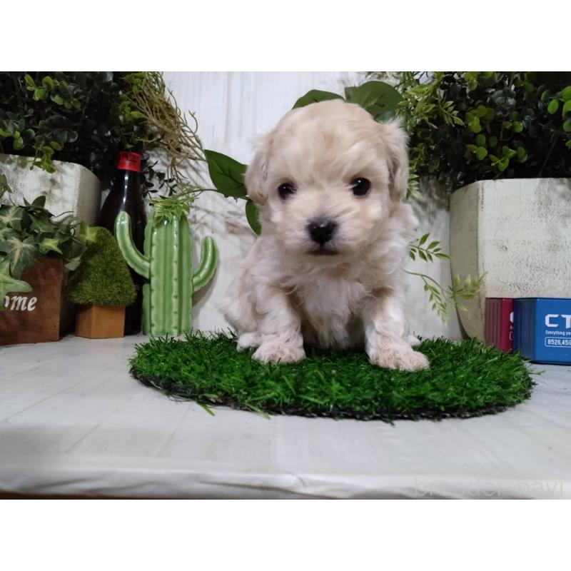 販売中の三重県のチワプー:チワワ×トイプードル-452526の2枚目