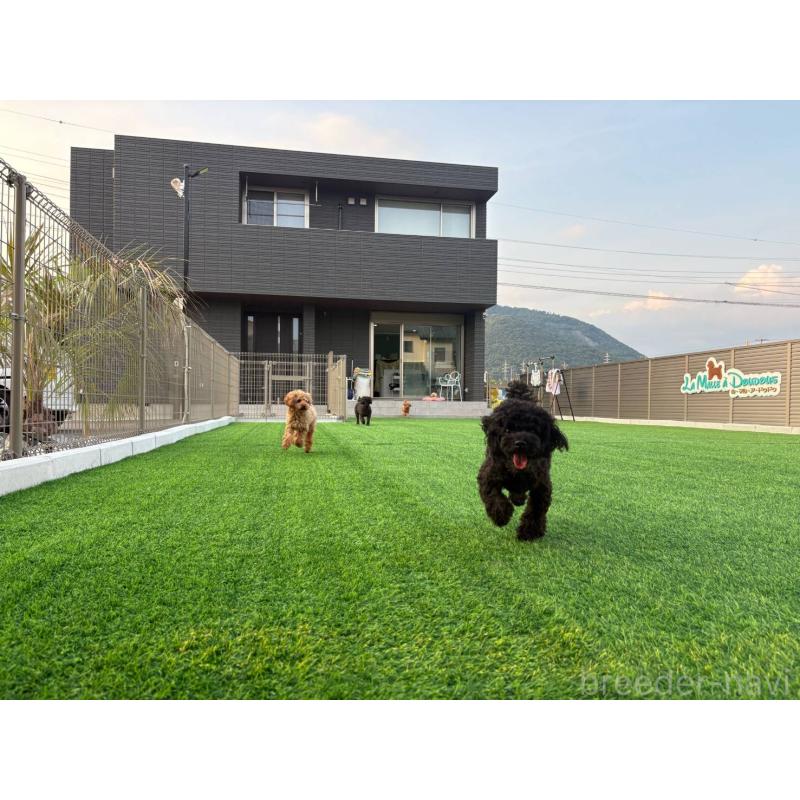 犬舎紹介の山梨県の犬舎紹介-3888の2枚目