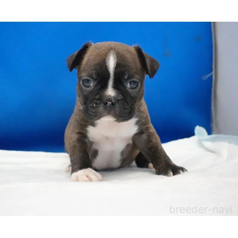 販売中の愛知県のミックス犬-452528の11枚目