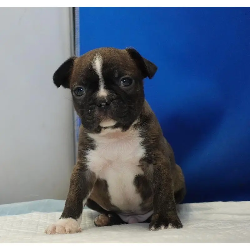 販売中の愛知県のミックス犬-452528の10枚目