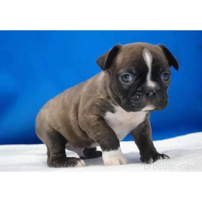 販売中の愛知県のミックス犬-452528の9枚目