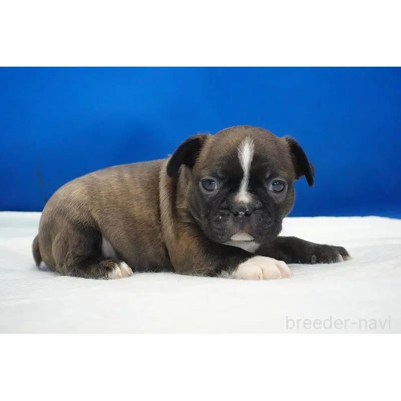 販売中の愛知県のミックス犬-452528の8枚目