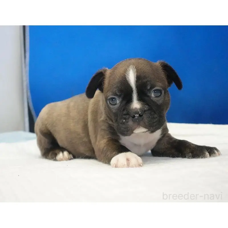 販売中の愛知県のミックス犬-452528の7枚目