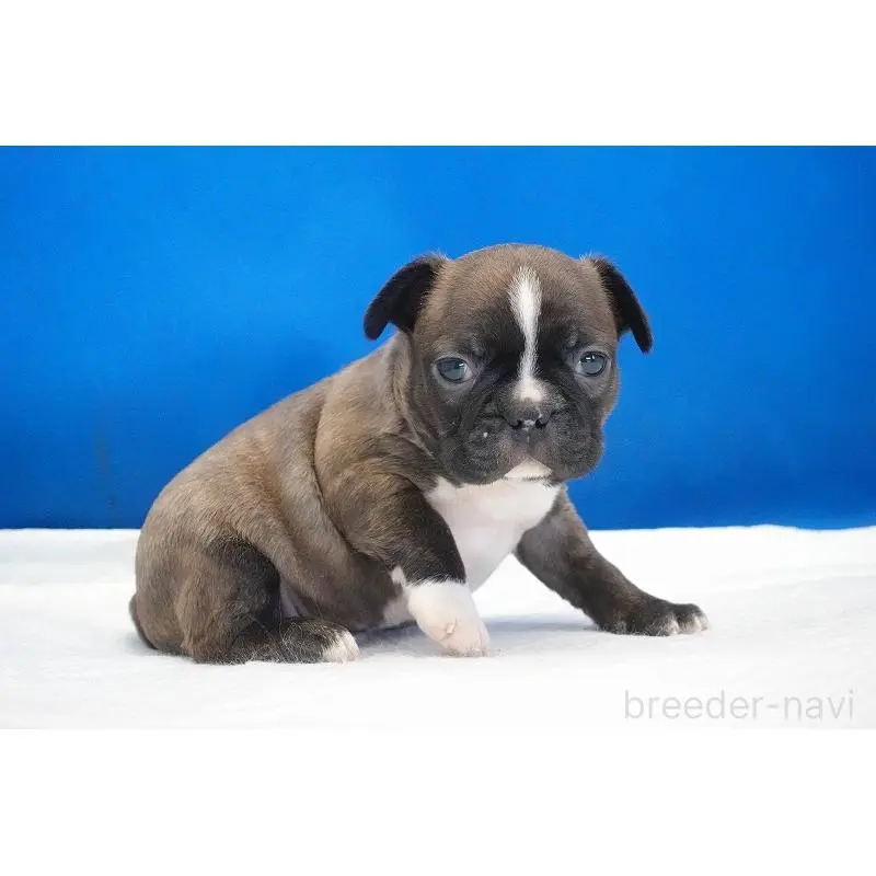 販売中の愛知県のミックス犬-452528の6枚目