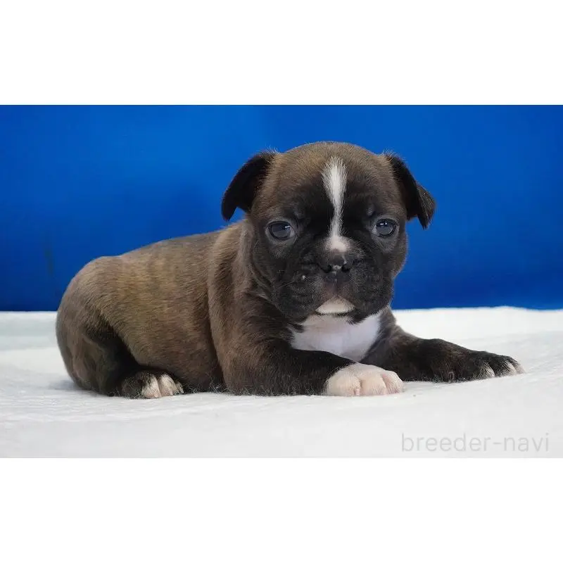 販売中の愛知県のミックス犬-452528の4枚目