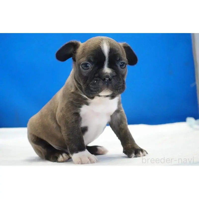 販売中の愛知県のミックス犬-452528の5枚目