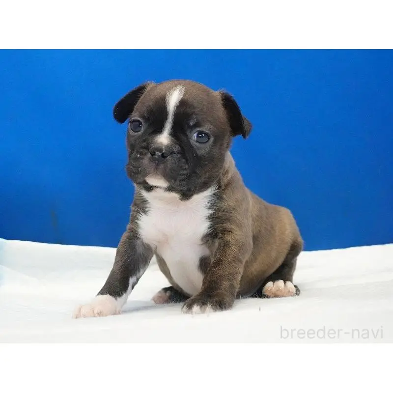 販売中の愛知県のミックス犬-452528の3枚目