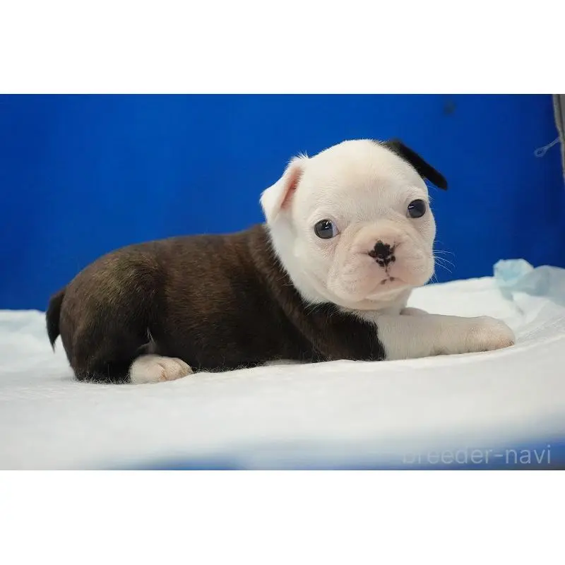 販売中の愛知県のミックス犬-452529の13枚目