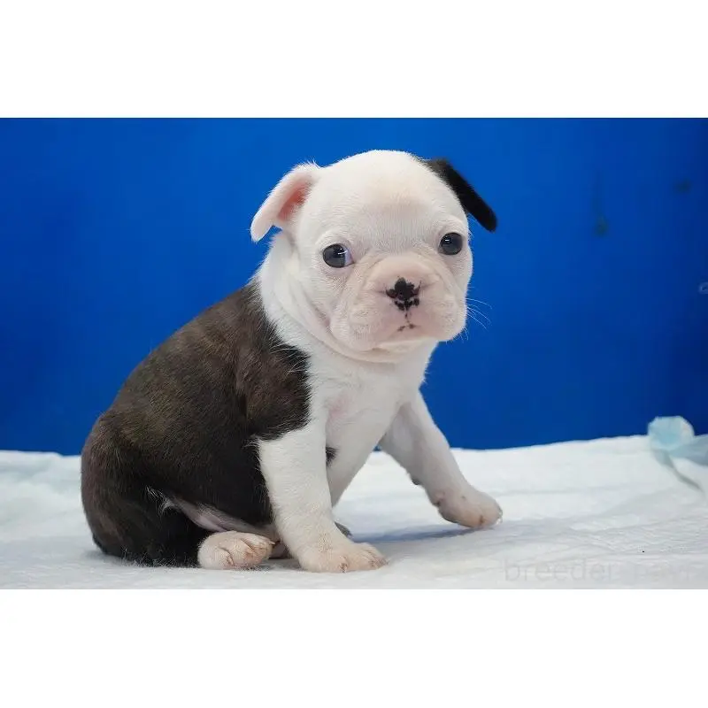 販売中の愛知県のミックス犬-452529の14枚目