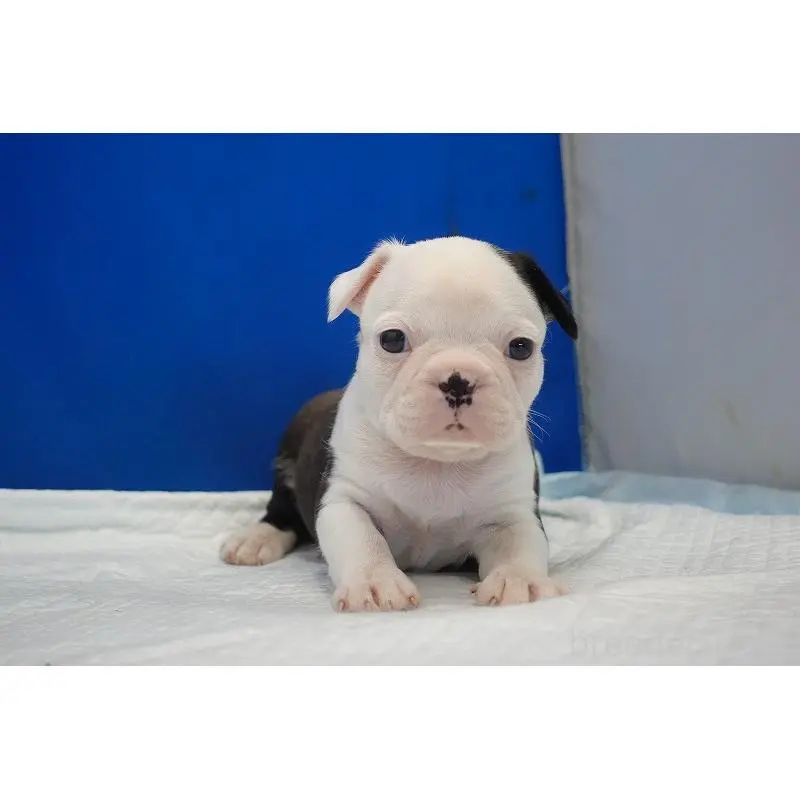 販売中の愛知県のミックス犬-452529の12枚目