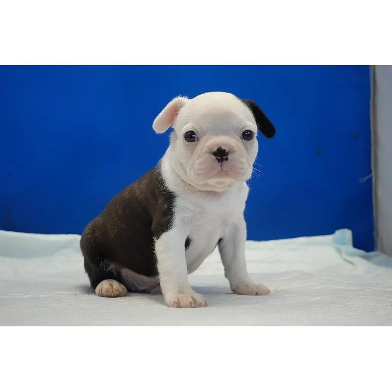 販売中の愛知県のミックス犬-452529の11枚目