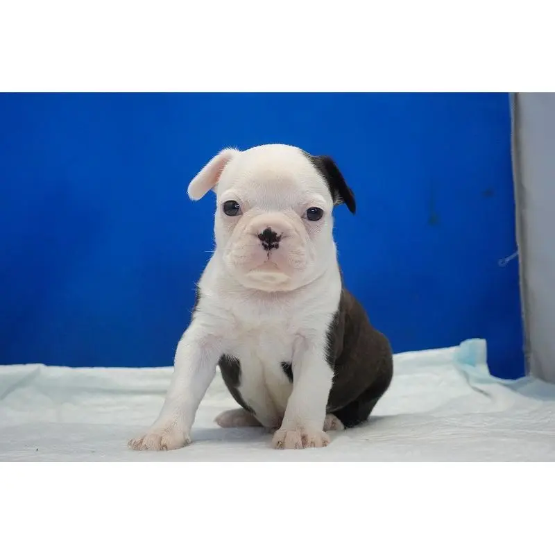 販売中の愛知県のミックス犬-452529の9枚目