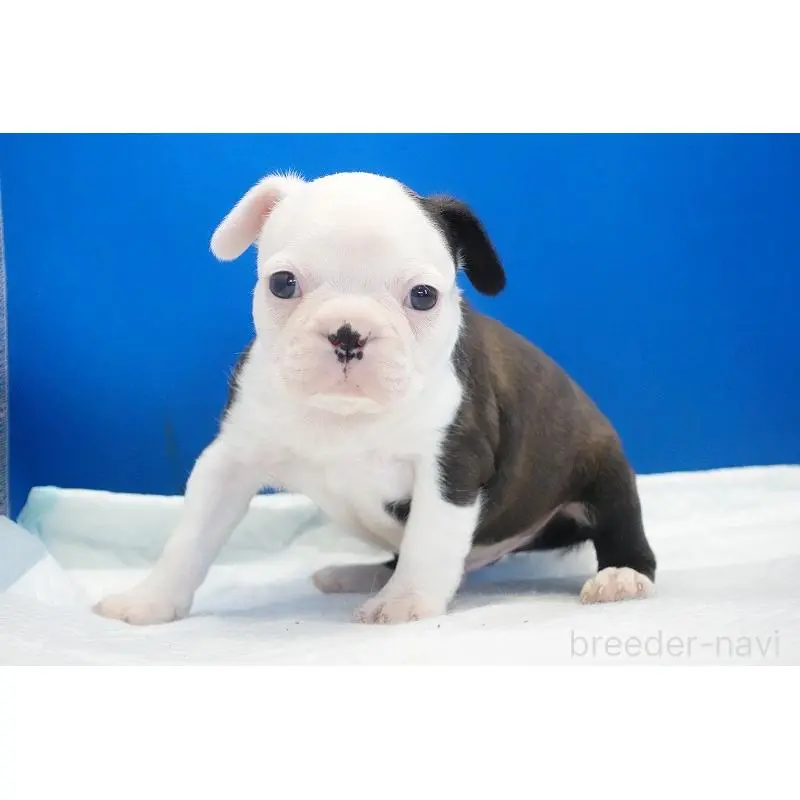 販売中の愛知県のミックス犬-452529の7枚目