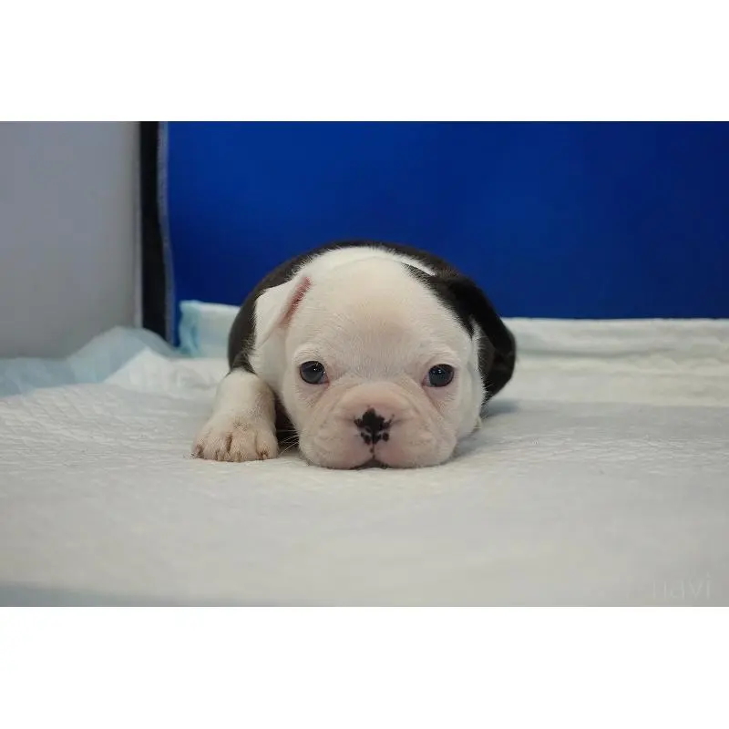 販売中の愛知県のミックス犬-452529の8枚目