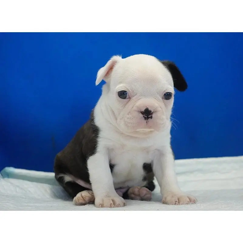 販売中の愛知県のミックス犬-452529の6枚目