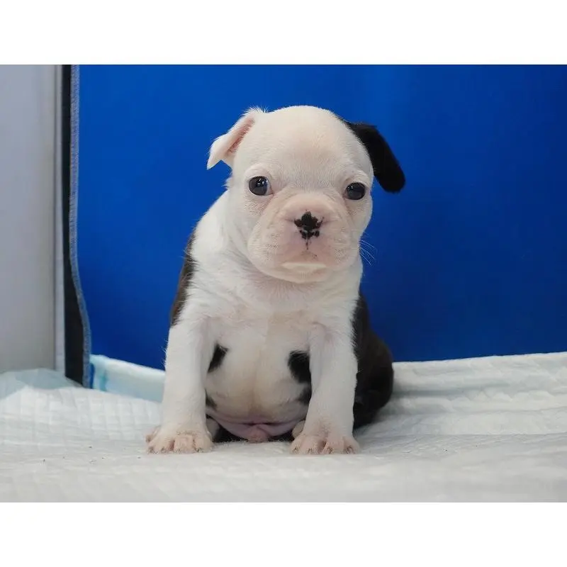 販売中の愛知県のミックス犬-452529の4枚目