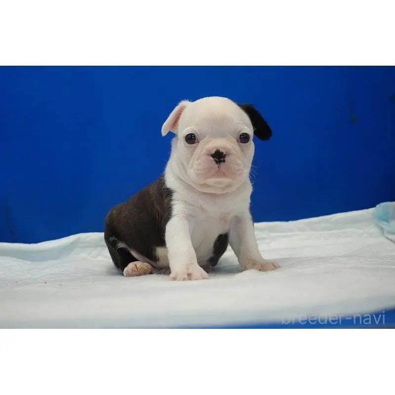 販売中の愛知県のミックス犬-452529の5枚目