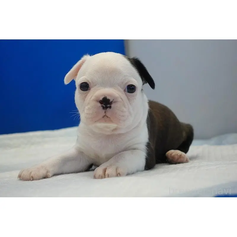 販売中の愛知県のミックス犬-452529の2枚目