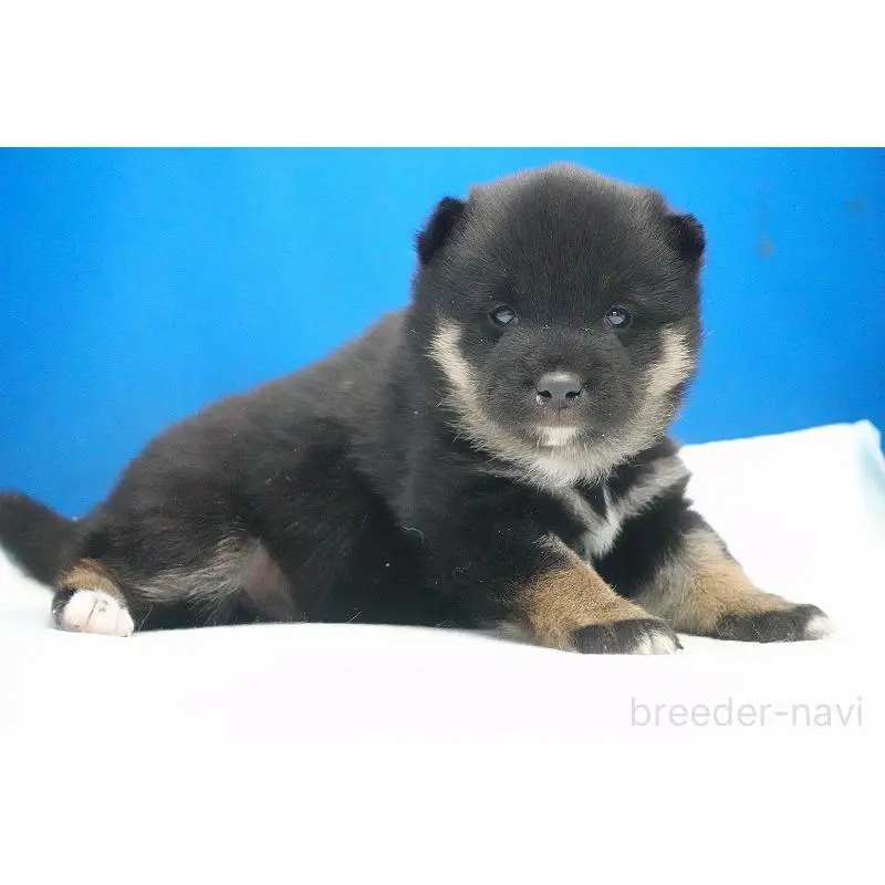 販売中の愛知県の柴犬-452530の10枚目