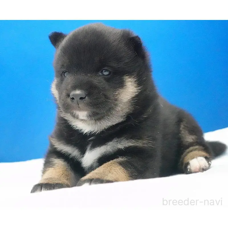 販売中の愛知県の柴犬-452530の9枚目