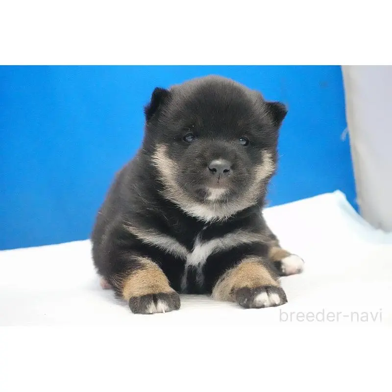 販売中の愛知県の柴犬-452530の8枚目