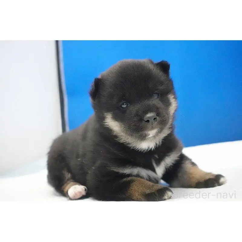 販売中の愛知県の柴犬-452530の6枚目